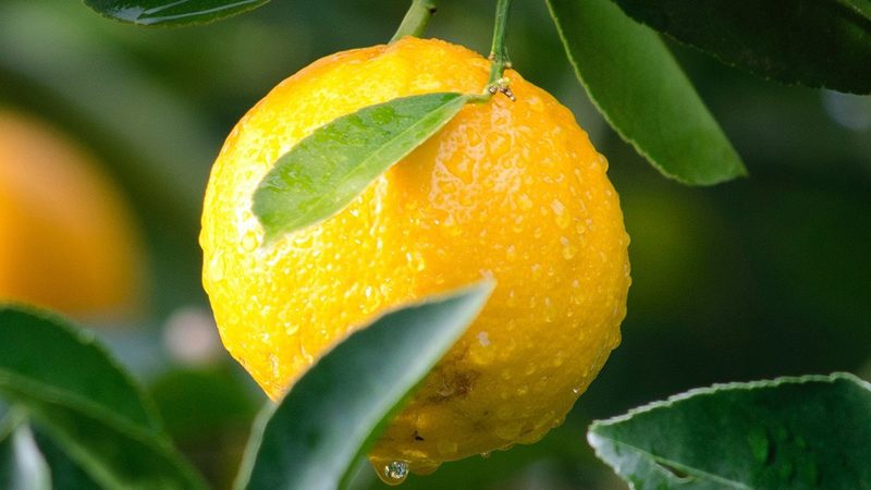 酶制剂储存温度监控：守护生物活性，确保科研品质**